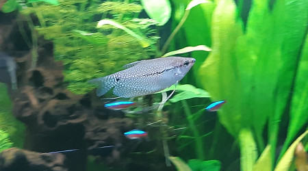 Les Gouramis Leeri