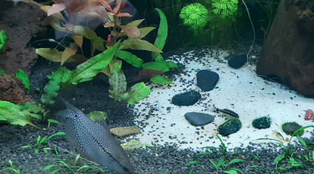 Les Gouramis Leeri