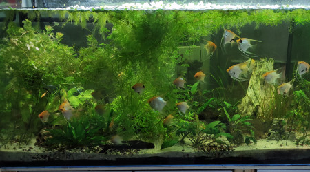 aquarium Scalaire  400L Ancien