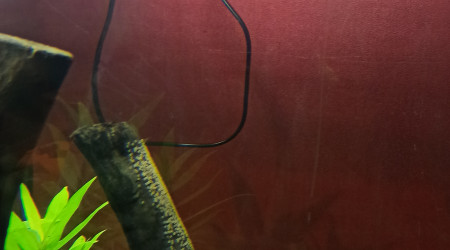 Dernières photos du 1000 avant la casse...