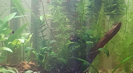 Premier changement d'eau pour mes petits bonhommes...