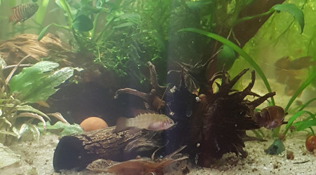 Premier changement d'eau pour mes petits bonhommes...