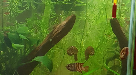 Premier changement d'eau pour mes petits bonhommes...