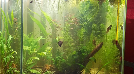 Premier changement d'eau pour mes petits bonhommes...