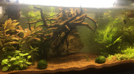 aquarium Projet multi crevettes