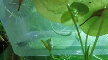 Crevette enceinte isolée