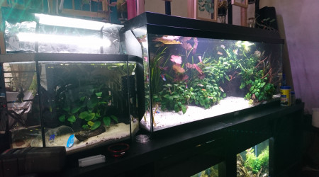 Maintenance + transfert