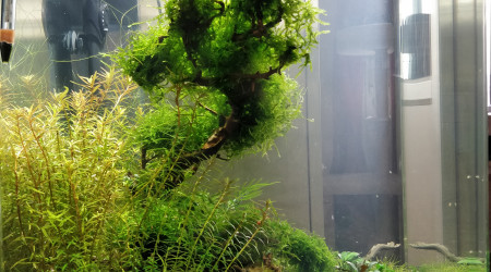 Le nano a 3 mois (profil)