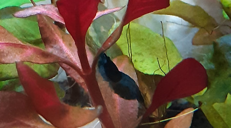 Autre crevette enceinte <3