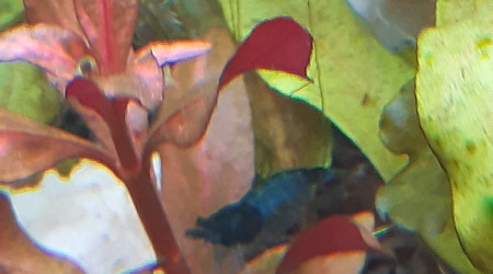 Autre crevette enceinte <3