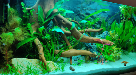 aquarium Juwel Rio 125