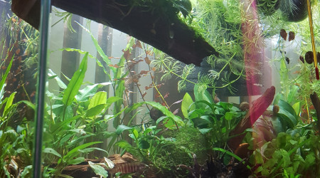 C'est la jungle au paradis !