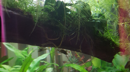 C'est la jungle au paradis !