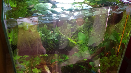 C'est la jungle au paradis !