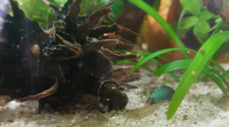 C'est la jungle au paradis !