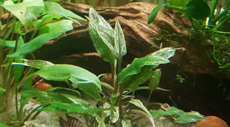 Petites photos du matin...