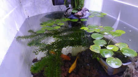 aquarium 120L Mini bassin intérieur