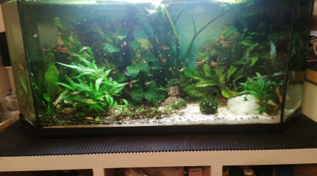 aquarium Bac 270l