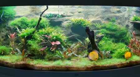 aquarium Aquascape