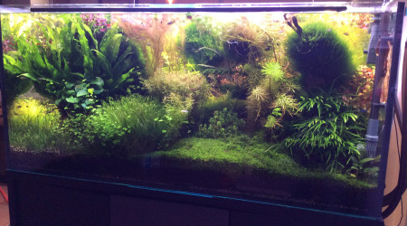 Adieu la ludwigia pas super White.