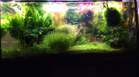 Adieu la ludwigia pas super White.