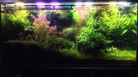 Adieu la ludwigia pas super White.