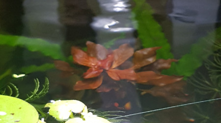 Ludwigia palustris