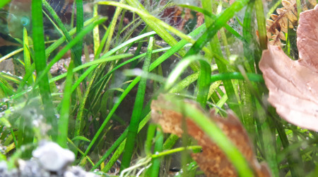 Ponte Cryptoheros Sajica