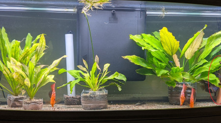 Introduction des poissons