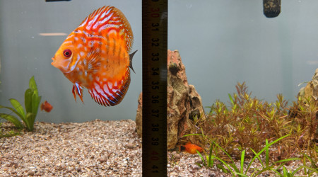 L'Obsession du Discus keeper