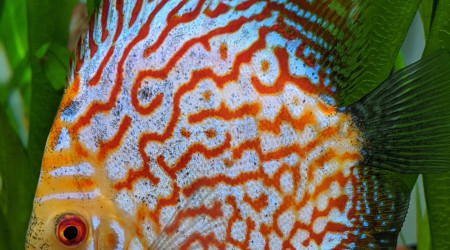 Arthur dans toute sa splendeur