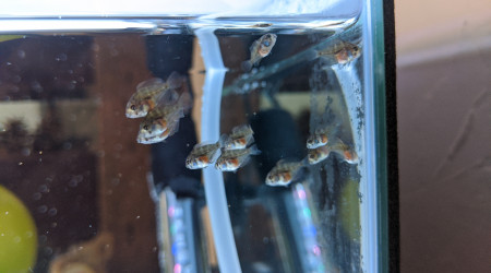 Bébés Confirnement