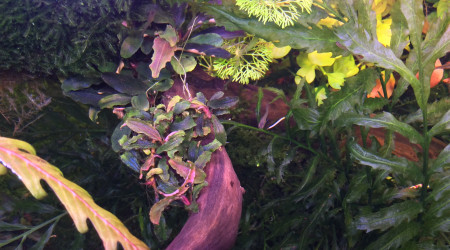 Je déstresse en arrachant de la mousse . Ah il y a tout de suite plus de lumière. Oh ? mes bucéphalandra étaient là