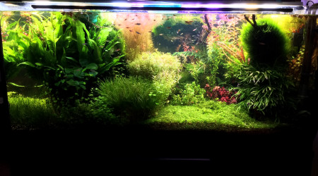 Je déstresse en arrachant de la mousse . Ah il y a tout de suite plus de lumière. Oh ? mes bucéphalandra étaient là