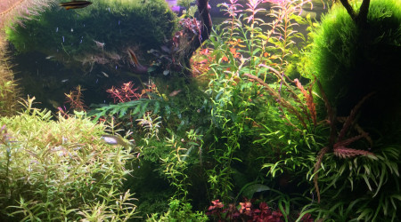 Je déstresse en arrachant de la mousse . Ah il y a tout de suite plus de lumière. Oh ? mes bucéphalandra étaient là