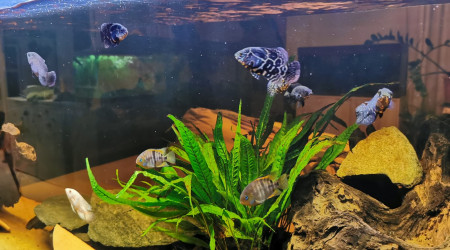 aquarium AMERICAN CICHLIDS