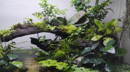 aquarium Paludarium