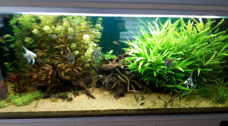 aquarium 500L. Amazonien