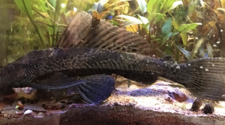 Plecotomus 35cm