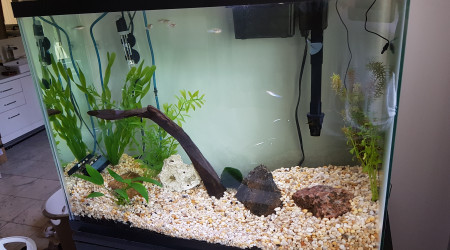 aquarium auqus sdb