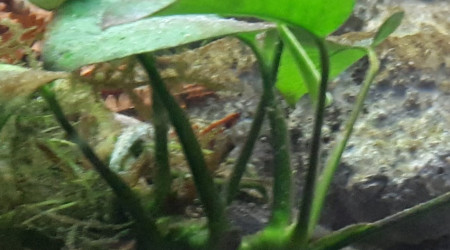 Gobie bourdon et Chromide