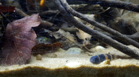 Gobie bourdon, Chromide et Tetraodon