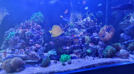 Les locataires de l'aqua