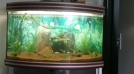 aquarium 250 litres vision