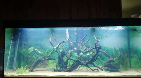 aquarium Amazonien