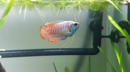 Moi je fais des bulles