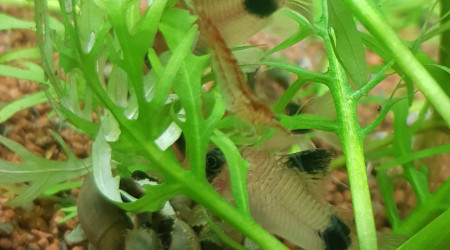 On mange tous ensemble