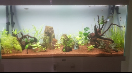 Introduction des poissons