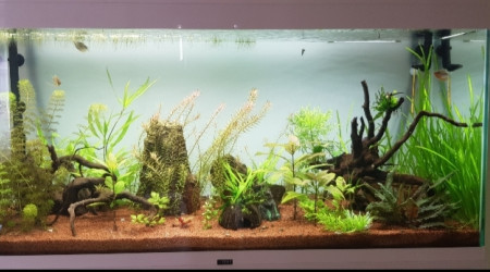 Rotala et vallisneria prennent le dessus