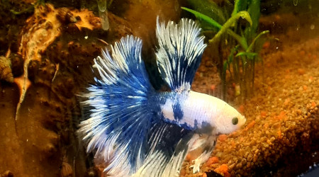 Évolution d'Ora  en 2 mois